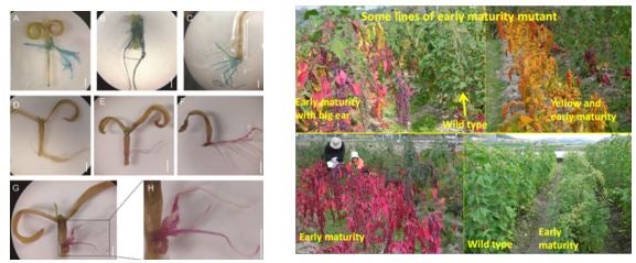 Quinoa hairy root system, Quinoa mutant screening 