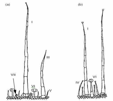 Figure. 3